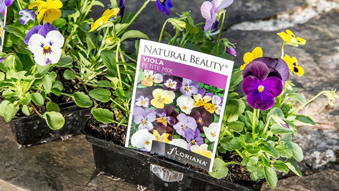 Flowering viola plants in punnets