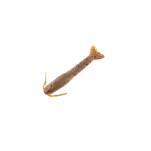 Berkley Gulp 2" Shrimp Soft Plastic Fishing Lure Swamp Gas