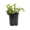 140mm Pick Me Edibles Range Fig Brown Turkey - Ficus carica