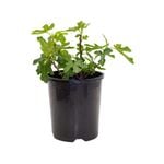 140mm Pick Me Edibles Range Fig Brown Turkey - Ficus carica