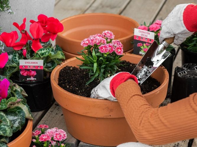 three assorted terracotta pot with lady potting colourful plants
