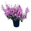 200mm Mona Pink - Plectranthus