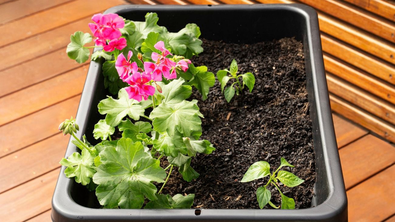 A black planter box on a wooden deck with blooming pink flowers on the left and small green plants emerging from soil on the right.