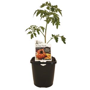 125mm Heirloom Diggers Tomato Big Beryl - Solanum lycopersicum