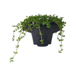 1.5L Aquatic Floaters Water Hyssop - Bacopa Monnieri