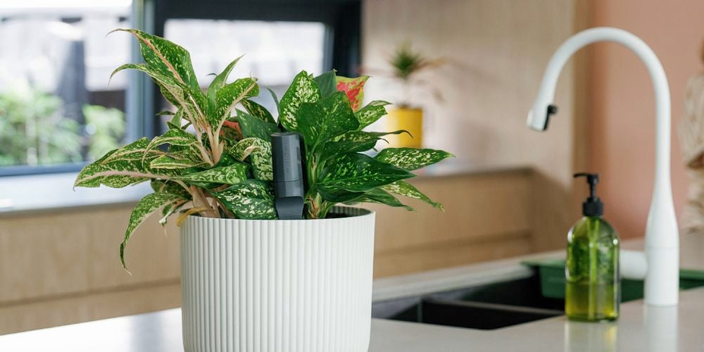 A wide
  image of a kitchen, with a plant in the foreground with a Sensor in