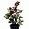 17cm Annas Red Winter Rose - Hellebores