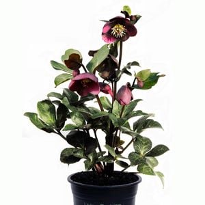 17cm Annas Red Winter Rose - Hellebores