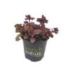 120mm Port Wine - Ajuga Reptans