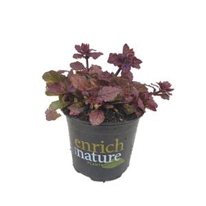 120mm Port Wine - Ajuga Reptans