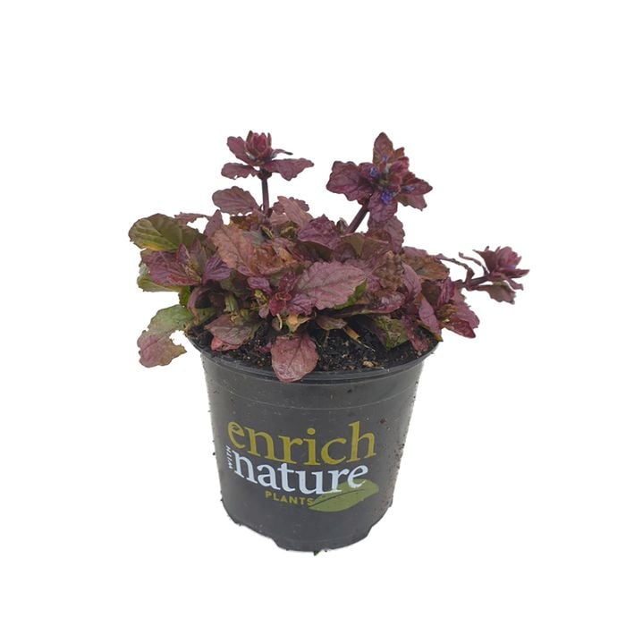120mm Port Wine - Ajuga Reptans
