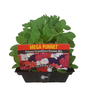 Punnet Petunia Dreams Mix - Petunia hybrida - Mega Punnet Flowering Range