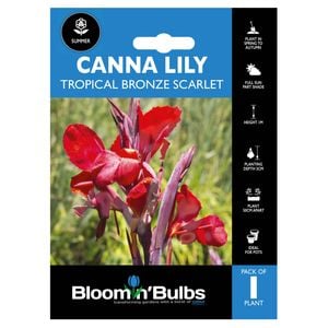 Bloomin' Bulbs Summer Blue Canna Lily Trop Bronze Scarlet - 1 Pack