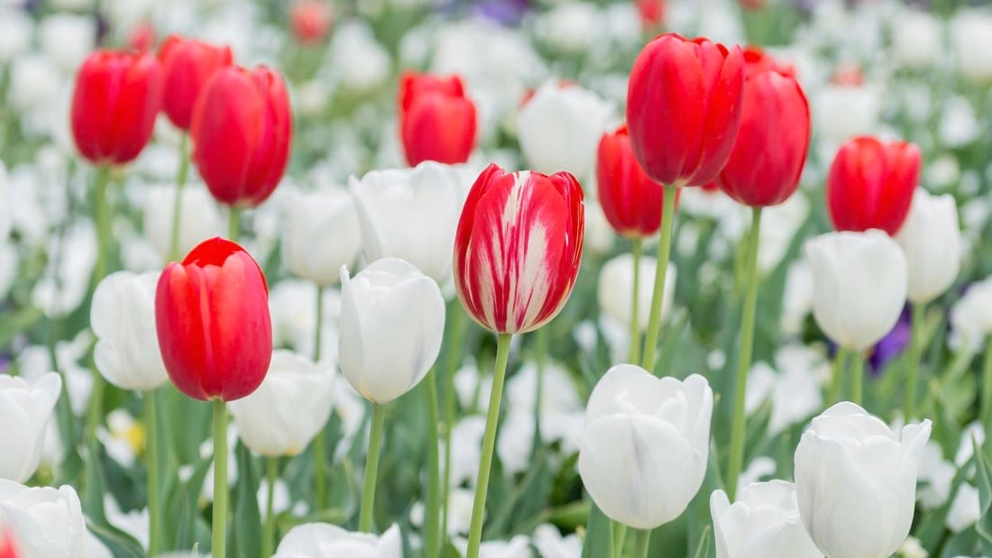 Red and white tulips