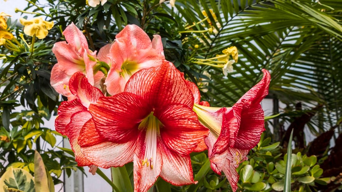 Red amaryllis flower.