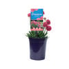 140mm Armeria Dreamland DREAMERIA® - Armeria pseudarmeria