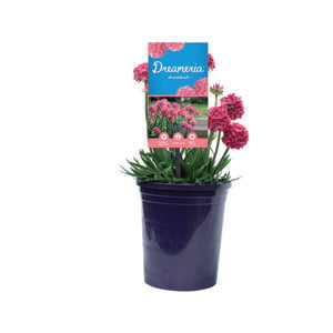 140mm Armeria Dreamland DREAMERIA® - Armeria pseudarmeria