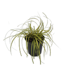 1.9L Carex Evergold - Carex oshimensis