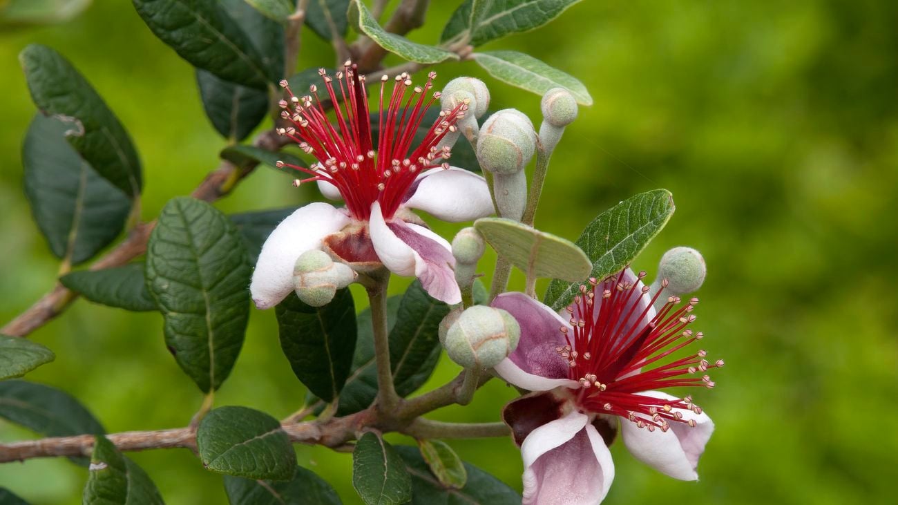Close-up of a feijoa tree with flowers