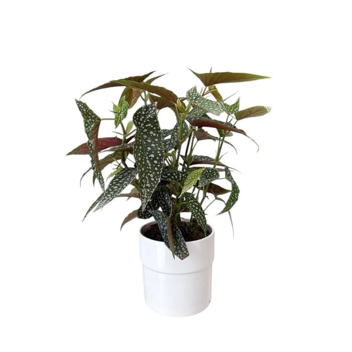 140mm Begonia PBR In Ceramic