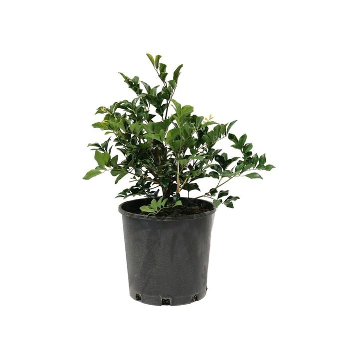 200mm Murraya Paniculata - Murraya