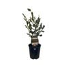 1.9L Griselinea Broadway Mint - Griselinia littoralis 