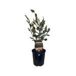 1.9L Griselinea Broadway Mint - Griselinia littoralis 