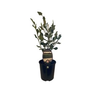 1.9L Griselinea Broadway Mint - Griselinia littoralis 