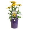 140mm Sunseekers Citrus - Echinacea purpurea