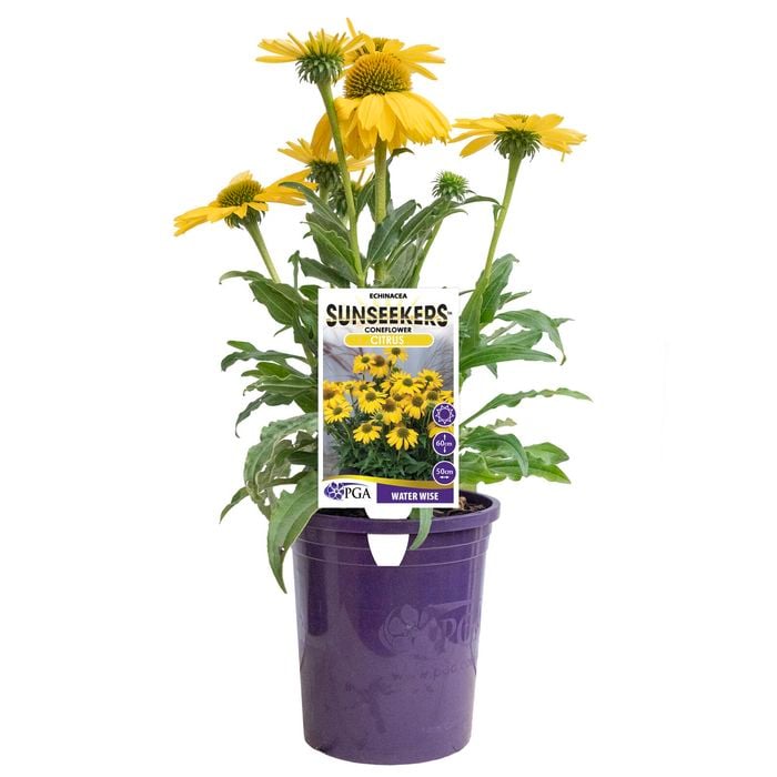 140mm Sunseekers Citrus - Echinacea purpurea
