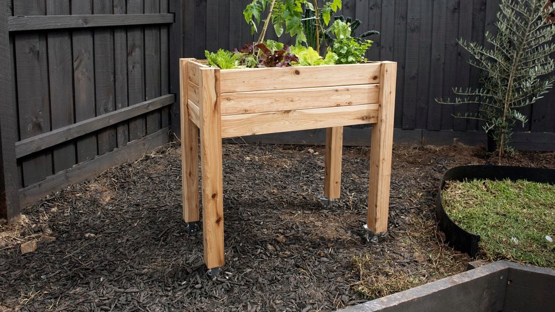 Plants growing in a raised timber garden bed on legs