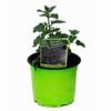 130mm Catmint - Nepeta Blue Beauty