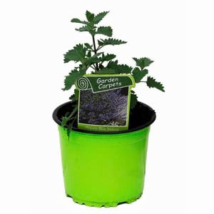130mm Catmint - Nepeta Blue Beauty