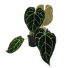 140mm Crystal Anthurium - Anthurium magnificum Crystallinum