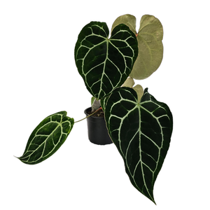 140mm Crystal Anthurium - Anthurium magnificum Crystallinum