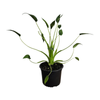 120mm Alocasia Tiny Dancer - Alocasia Brisbanensis x Alocasia Odora