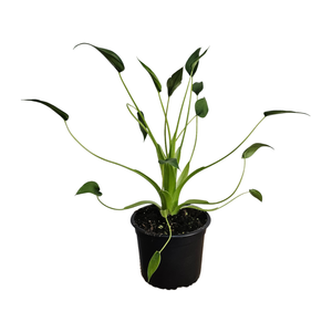 120mm Alocasia Tiny Dancer - Alocasia Brisbanensis x Alocasia Odora