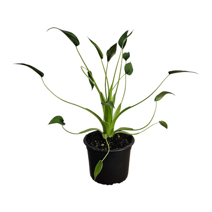 120mm Alocasia Tiny Dancer - Alocasia Brisbanensis x Alocasia Odora