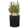 125mm English Box - Buxus sempervirens