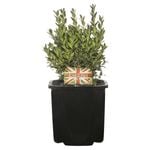 125mm English Box - Buxus sempervirens