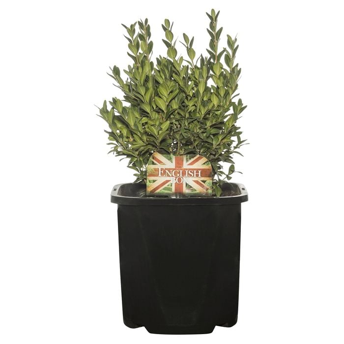 125mm English Box - Buxus sempervirens