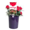 140mm Scarlet Delight - Dianthus