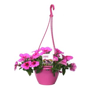 Hotwave Pink Passion 200mm HB -Petunia x hybrida