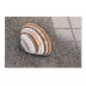 Closeup Of Shell in Sea  Print 100% Australian Made 50 x 40cm  (Acrylic)