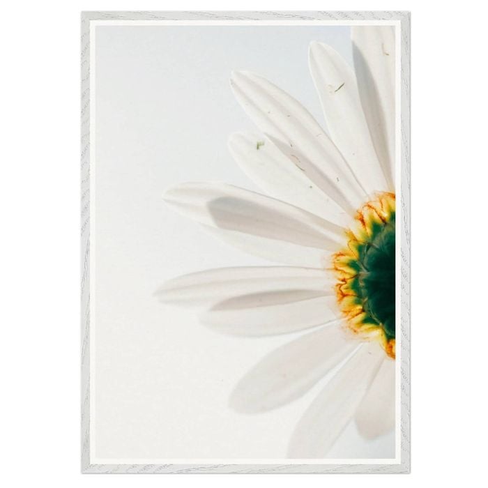 Galrie Stunning CloseUp Daisy Flower Art Print Nature Photography for Home Decor, White Frame, 50 x 70cm (20 x 28inch)