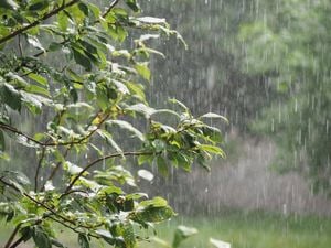 The branch of a tree during a rainstorm