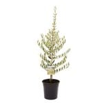 200mm Olive Bambalina - Olea europaea