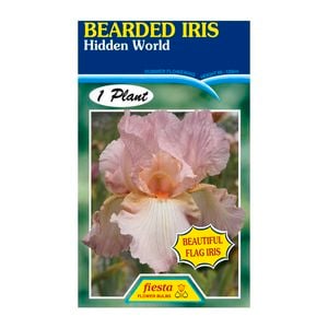 Fiesta Flower Bulbs Iris Germanica Hidden World Bulb