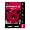 Bloomin Bulbs Hippeastrum Benfica - 1 Pack