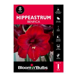 Bloomin Bulbs Hippeastrum Benfica - 1 Pack